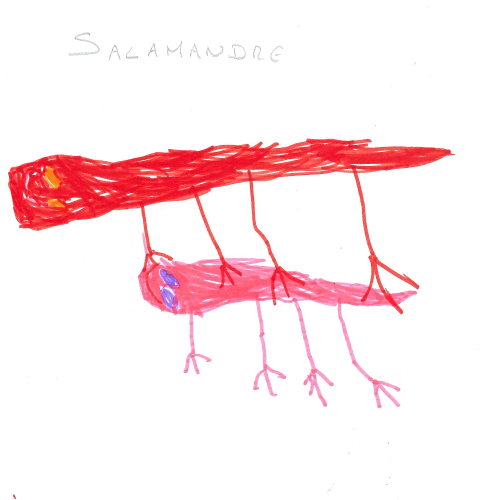 Dessin de Prune (5 ans). Mot: SalamandreTechnique: Feutres.