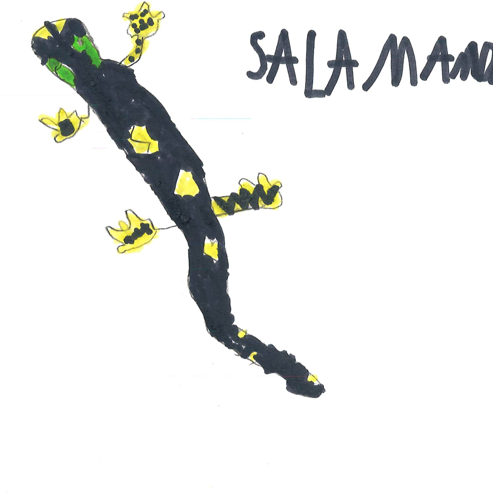 Dessin de Ilyes (9 ans). Mot: SalamandreTechnique: Feutres.