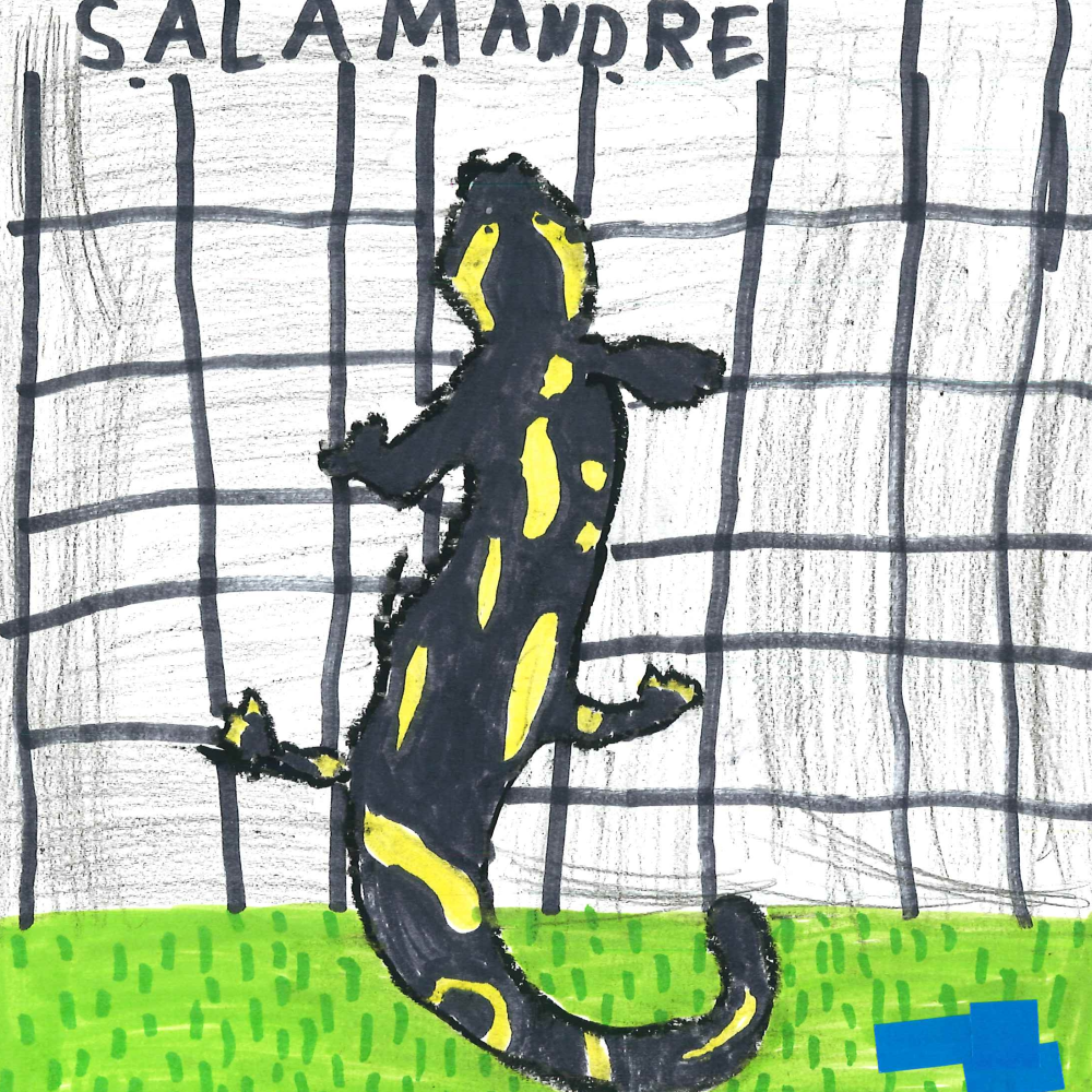 Dessin de Clémence (6 ans). Mot: SalamandreTechnique: Feutres.