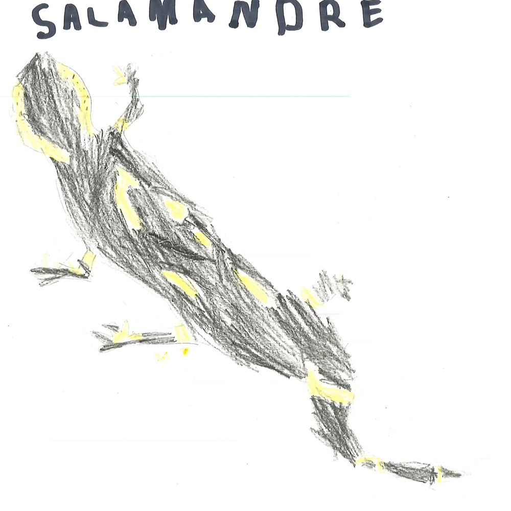 Dessin de Elias (6 ans). Mot: SalamandreTechnique: Crayons.