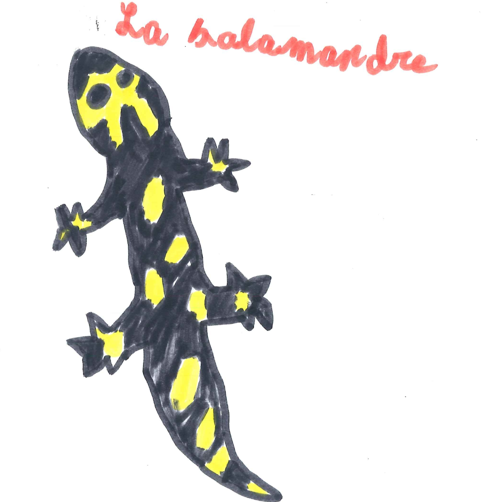 Dessin de Antoine (5 ans). Mot: SalamandreTechnique: Feutres.