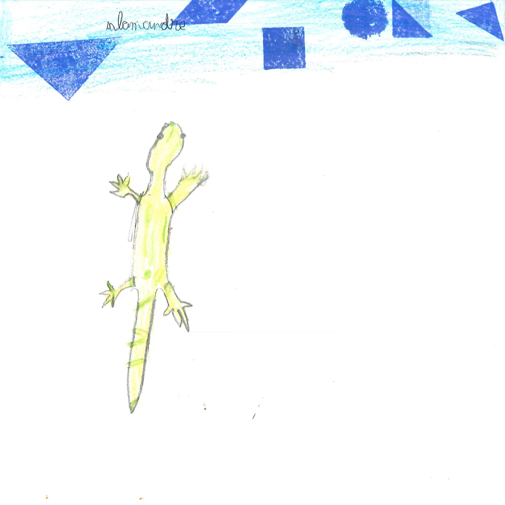 Dessin de Maxime (9 ans). Mot: SalamandreTechnique: Crayons.