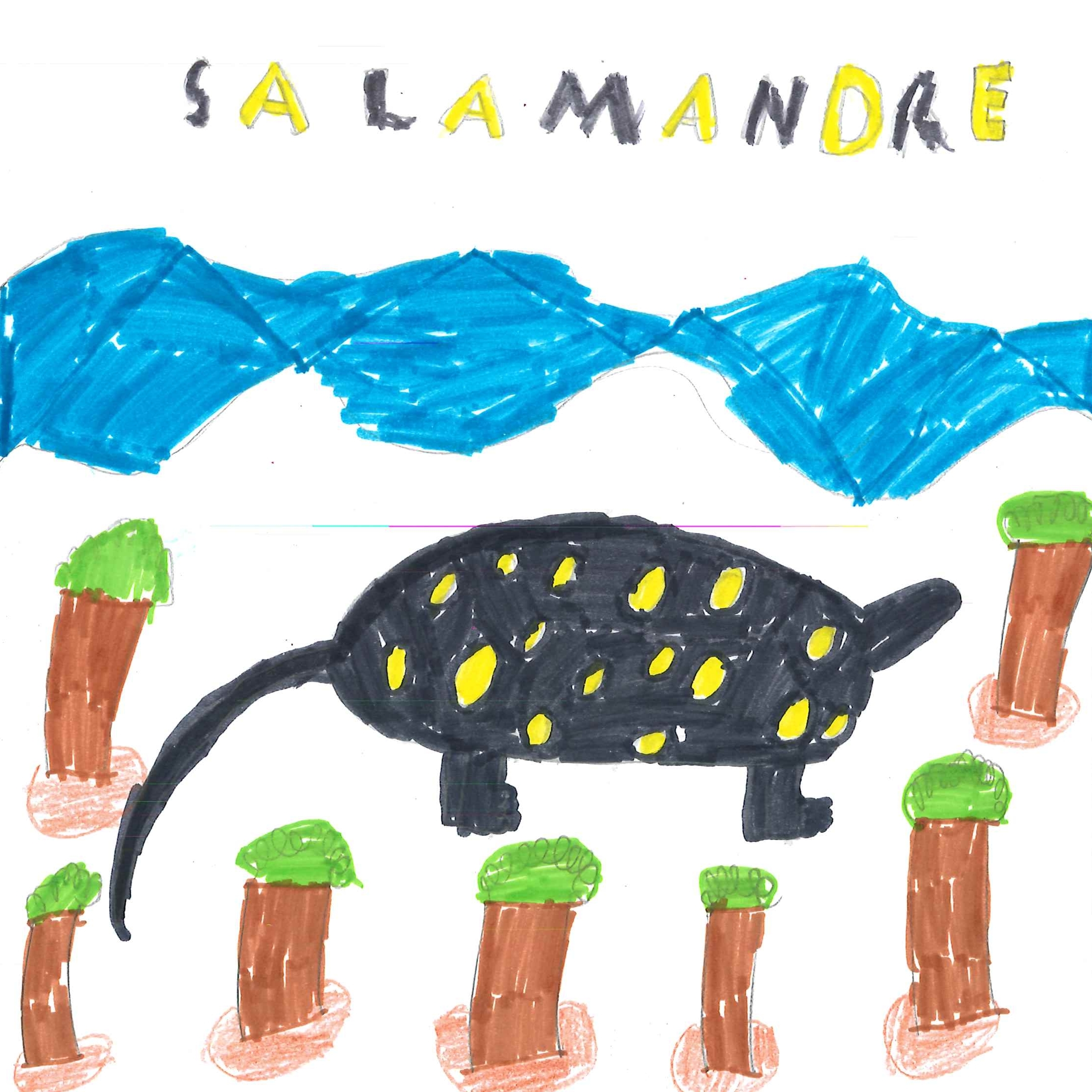 Dessin de Fabien (9 ans). Mot: SalamandreTechnique: Feutres.